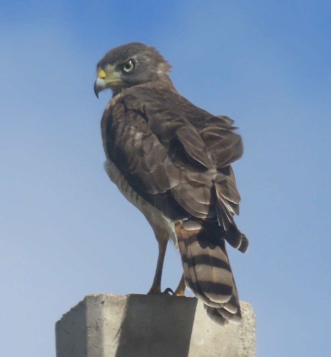 Roadside Hawk (Southern) - ML630005149