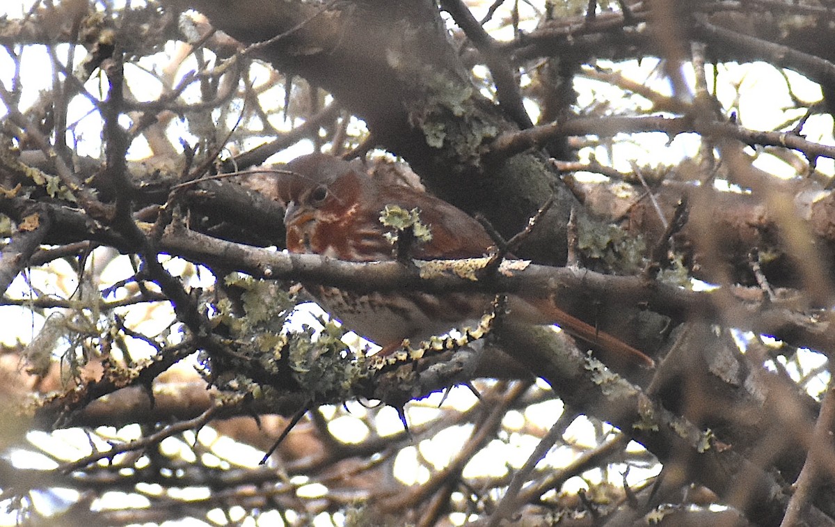 Fox Sparrow - ML630005163