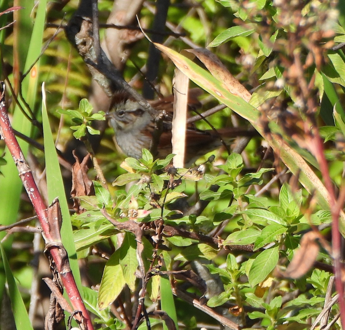Swamp Sparrow - ML630005654