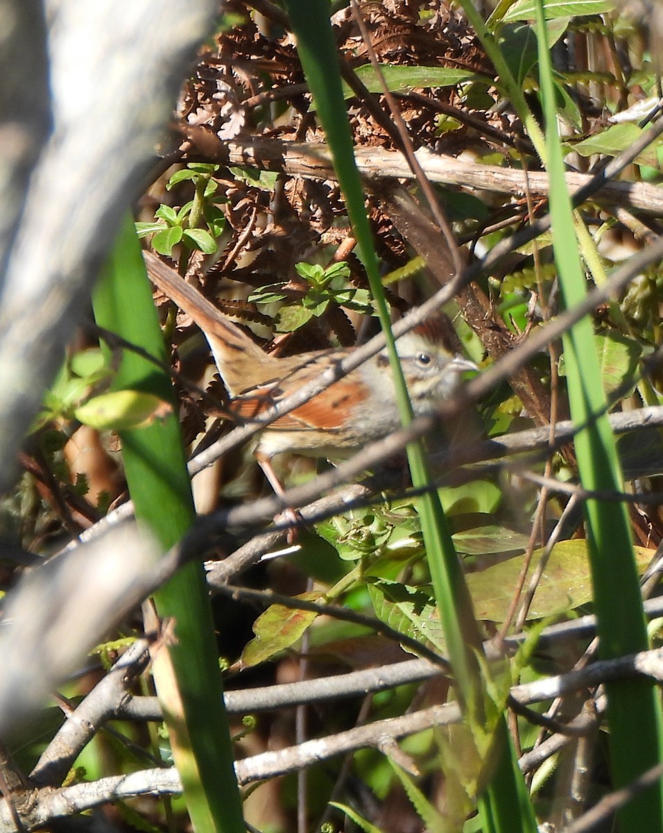 Swamp Sparrow - ML630005655
