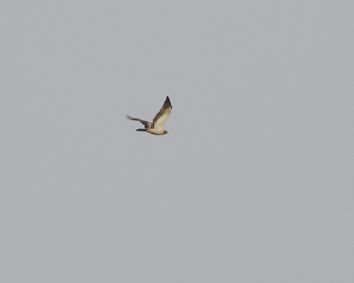 Бахим бүргэд - ML630005800