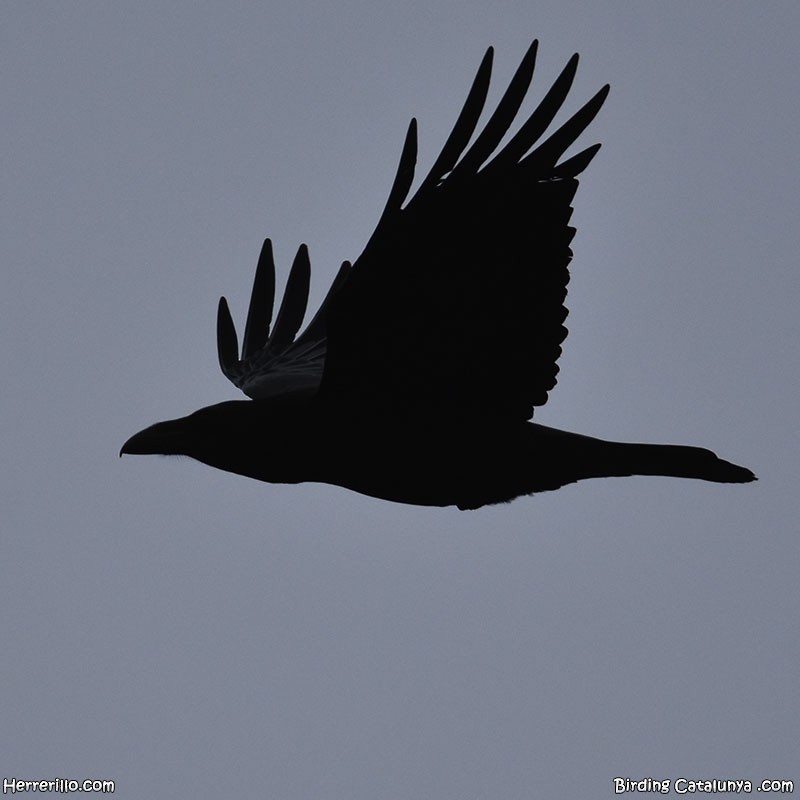 Common Raven - ML630005826