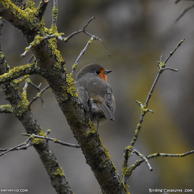 European Robin - ML630005837