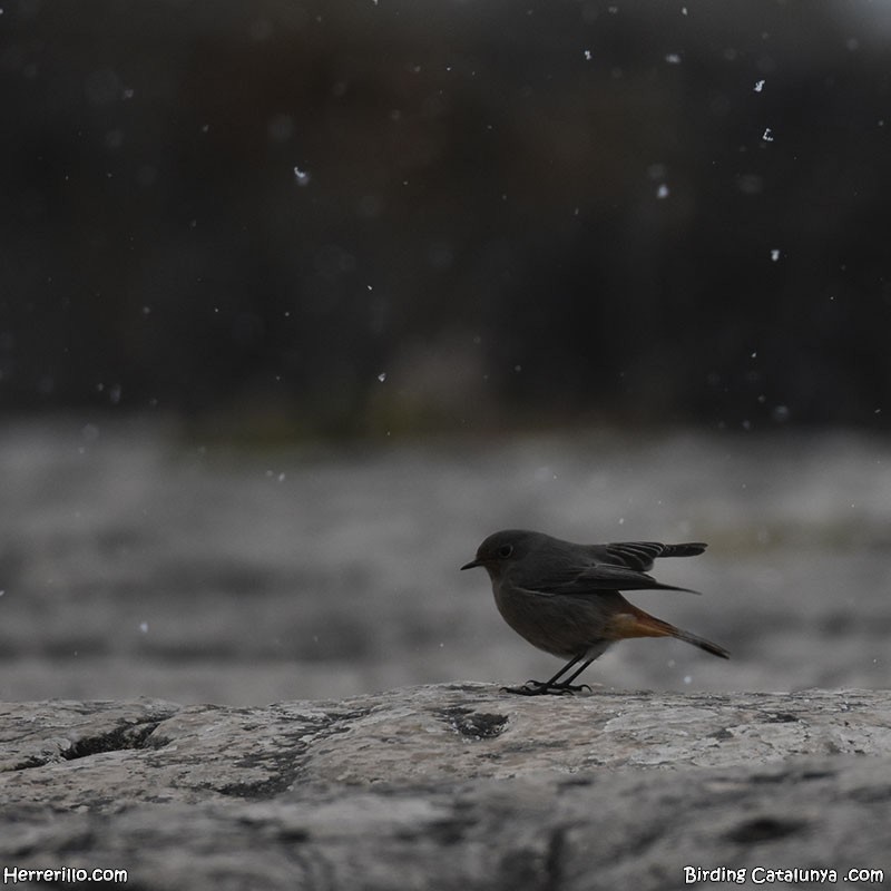 Black Redstart - ML630005840