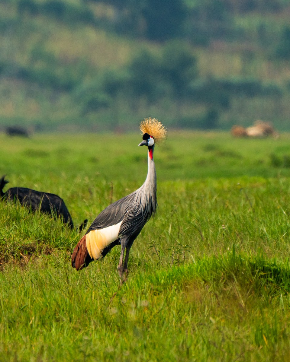 Gray Crowned-Crane - ML630006038