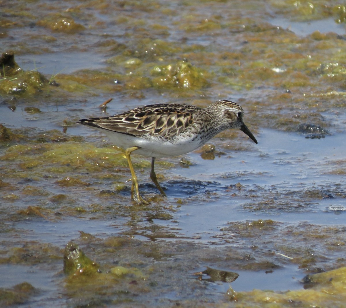 חופית זעירה - ML630006078