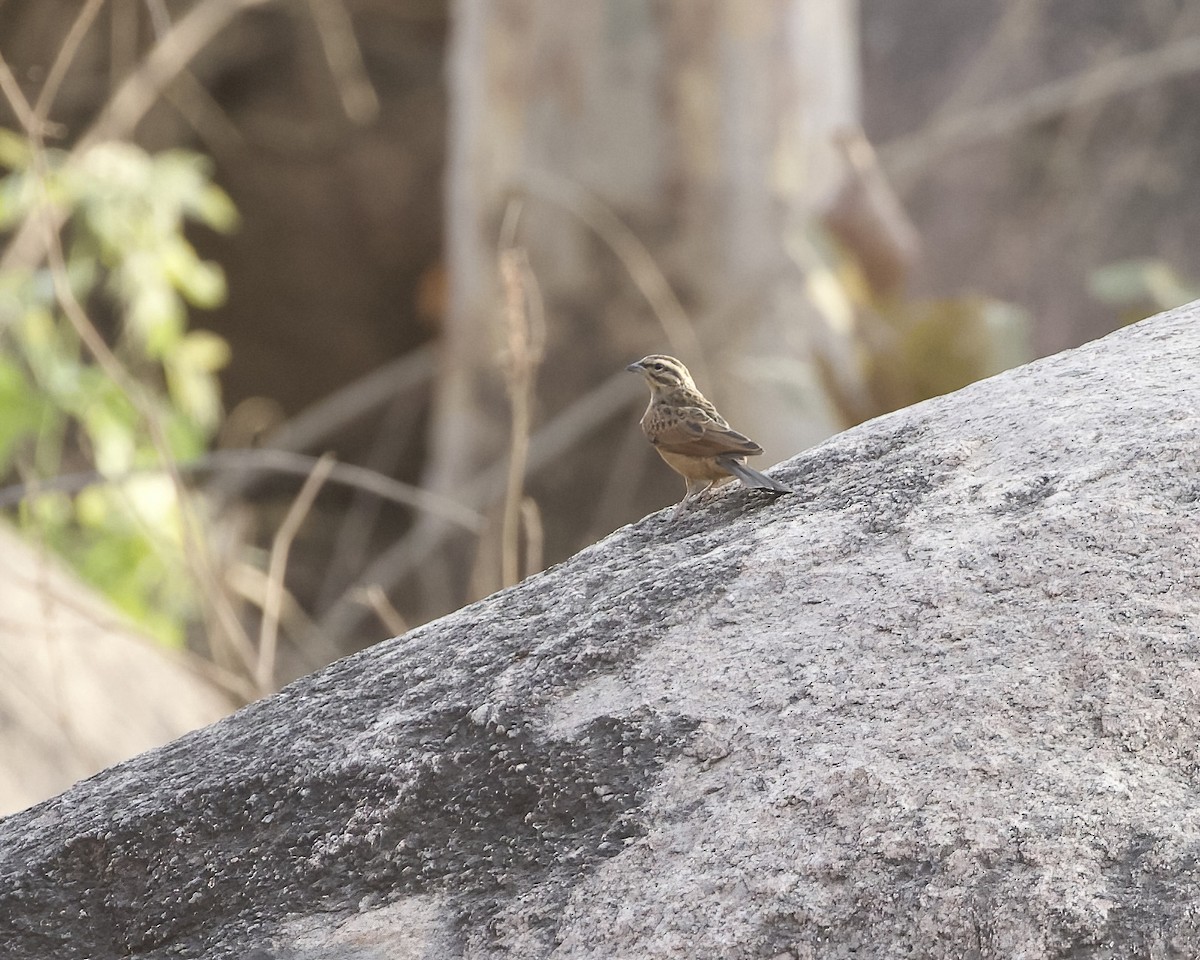 Gosling's Bunting - ML630006131