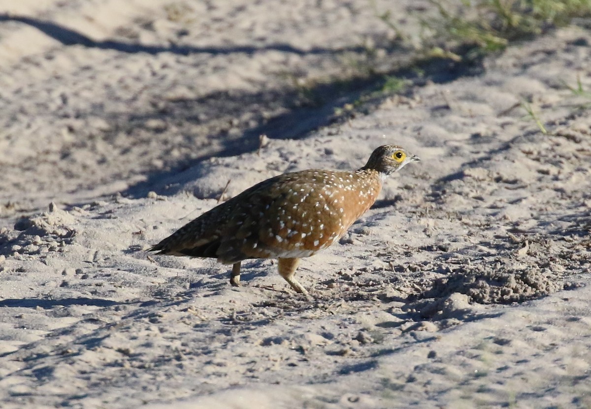 Burchell's Sandgrouse - ML630006180