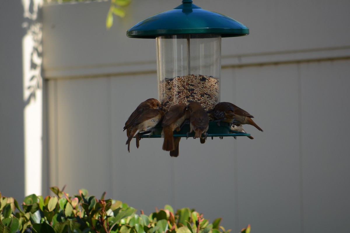 Scaly-breasted Munia - ML630006220