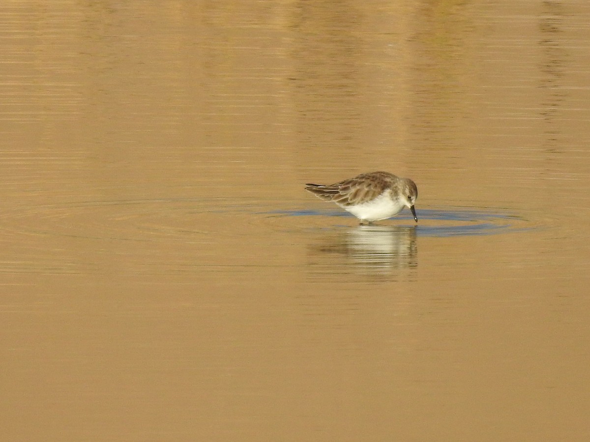 Little Stint - ML630006315