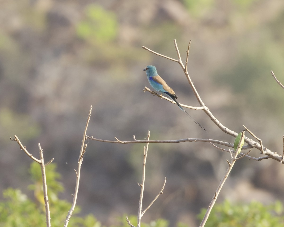 Abyssinian Roller - ML630006327