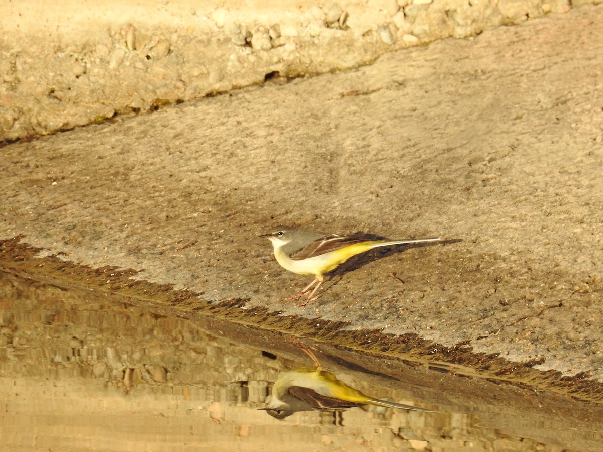 Gray Wagtail - ML630006335
