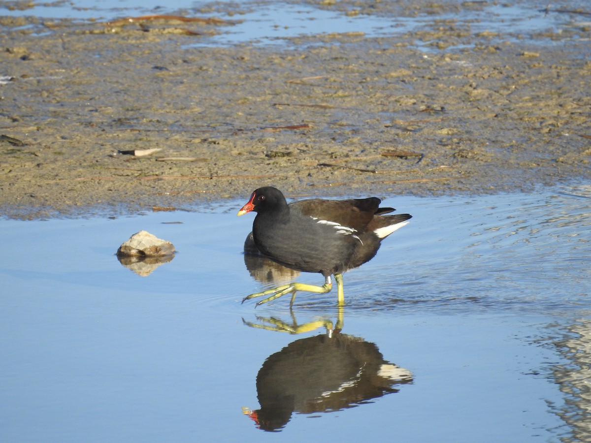 Eurasian Moorhen - ML630006346