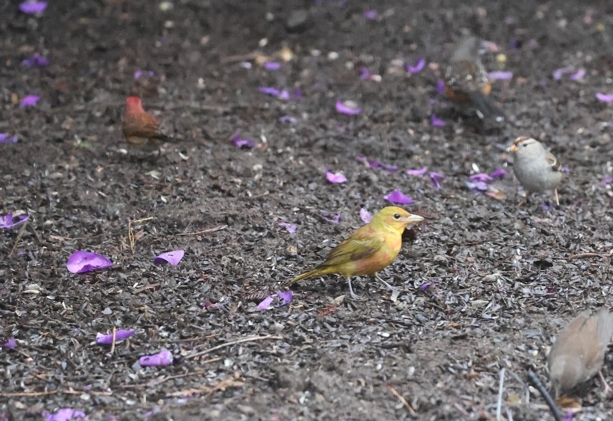 Summer Tanager - ML630006491