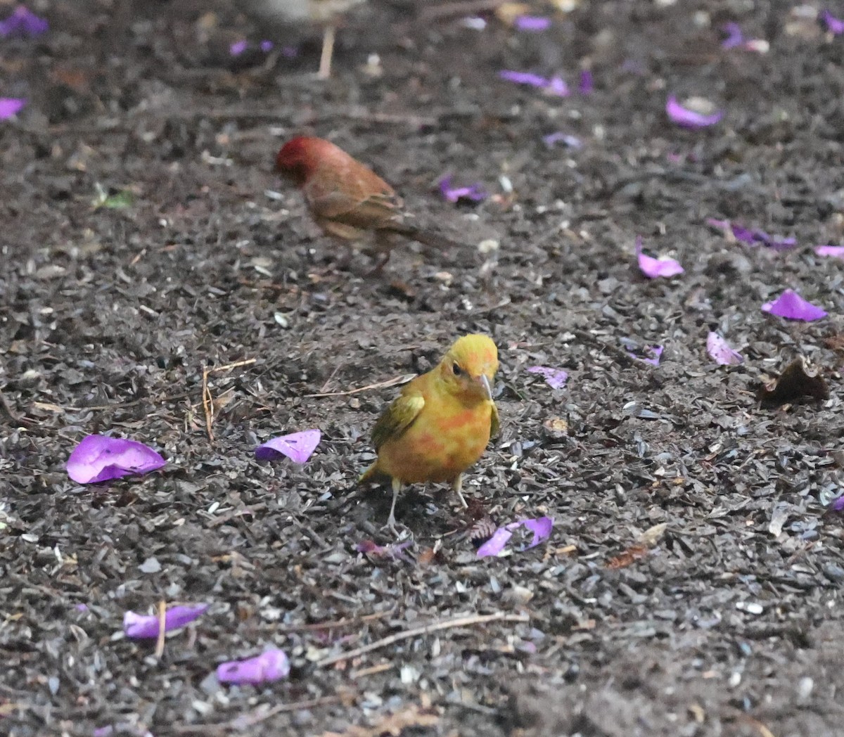 Summer Tanager - ML630006510