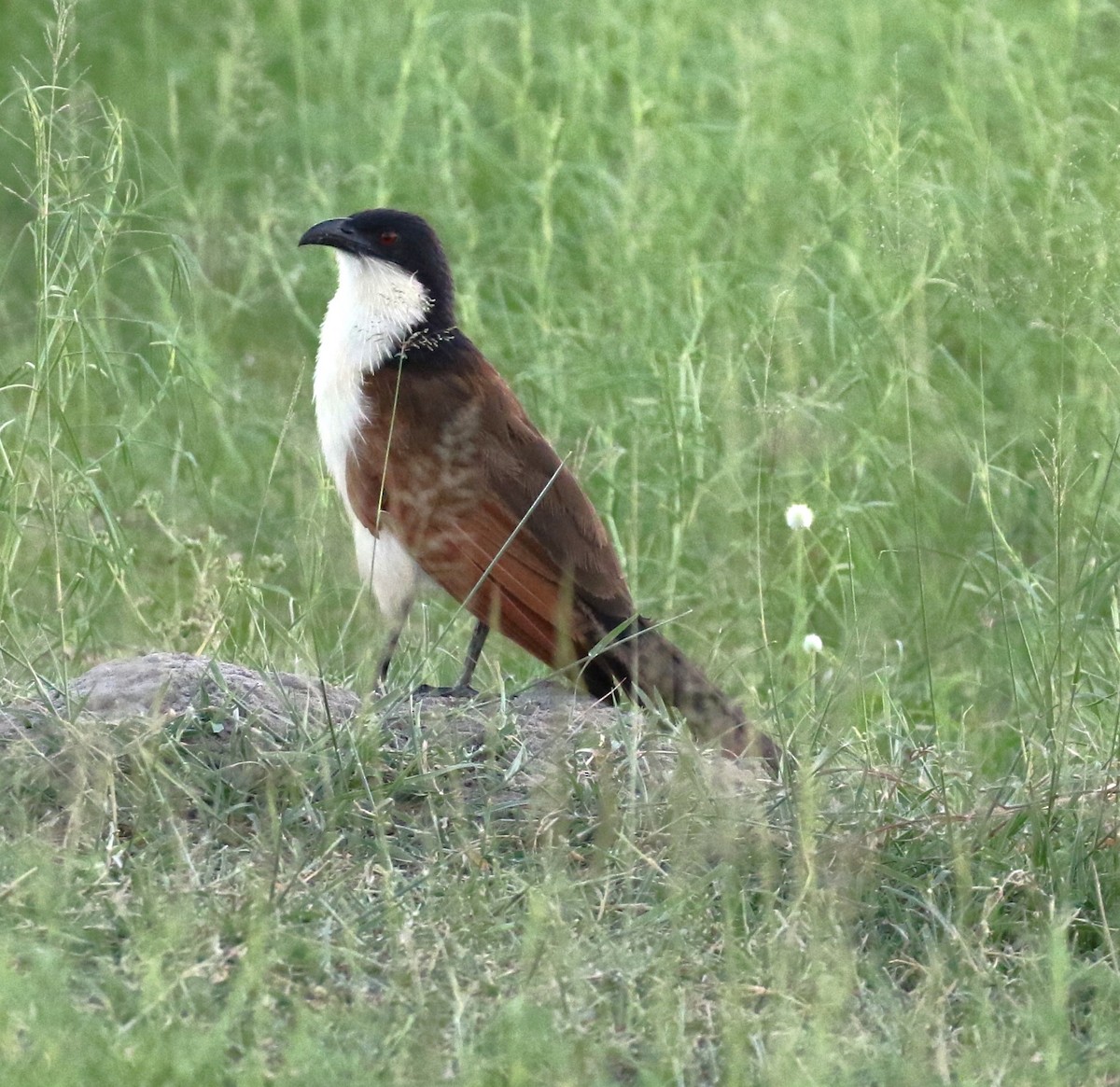 Coppery-tailed Coucal - ML630006517