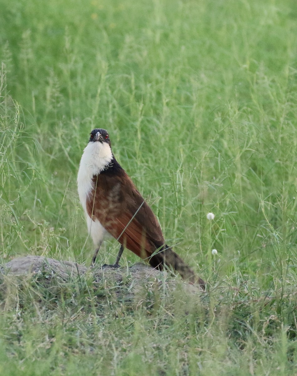 Coppery-tailed Coucal - ML630006521