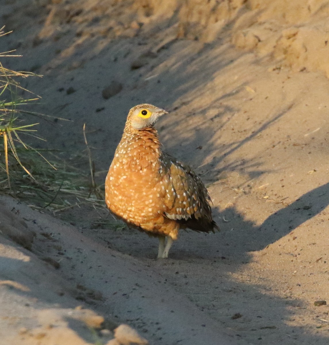 Burchell's Sandgrouse - ML630006631