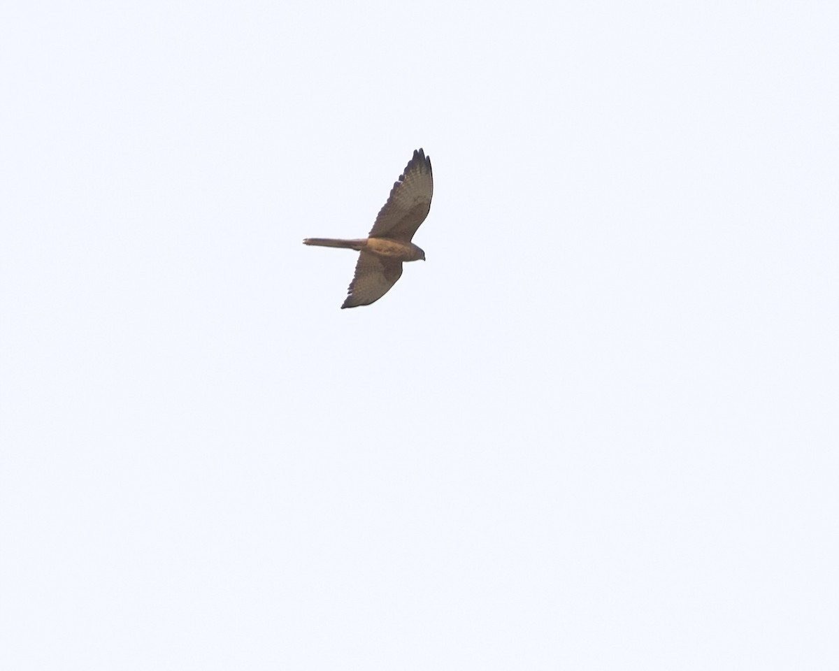 Fox Kestrel - ML630006720