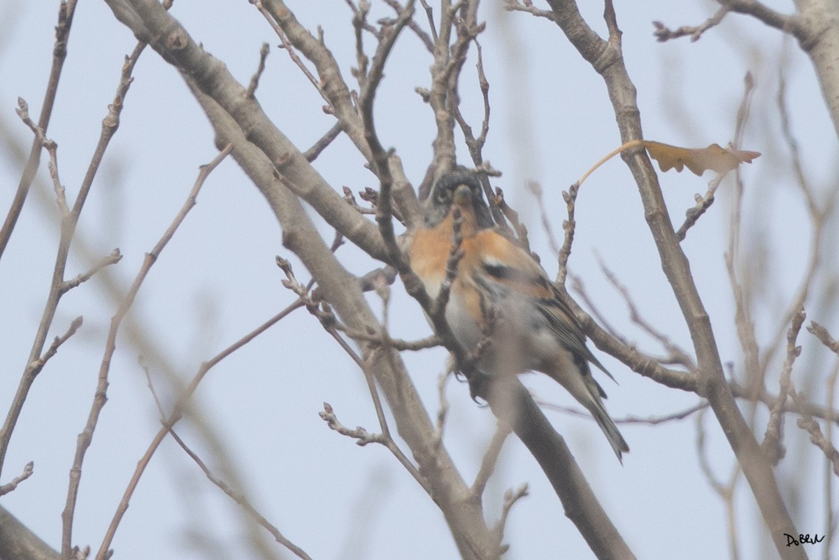 Brambling - ML630006726