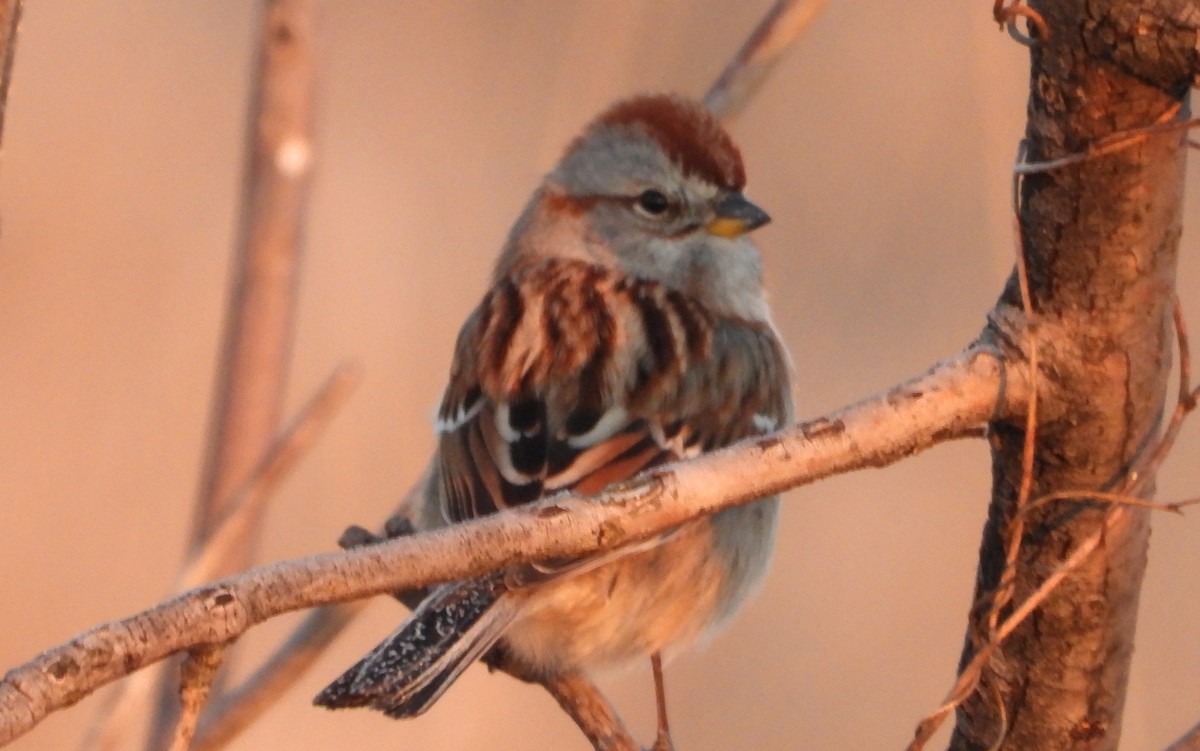 American Tree Sparrow - ML630006734