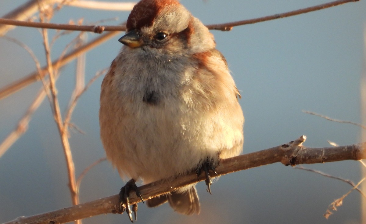 American Tree Sparrow - ML630006735