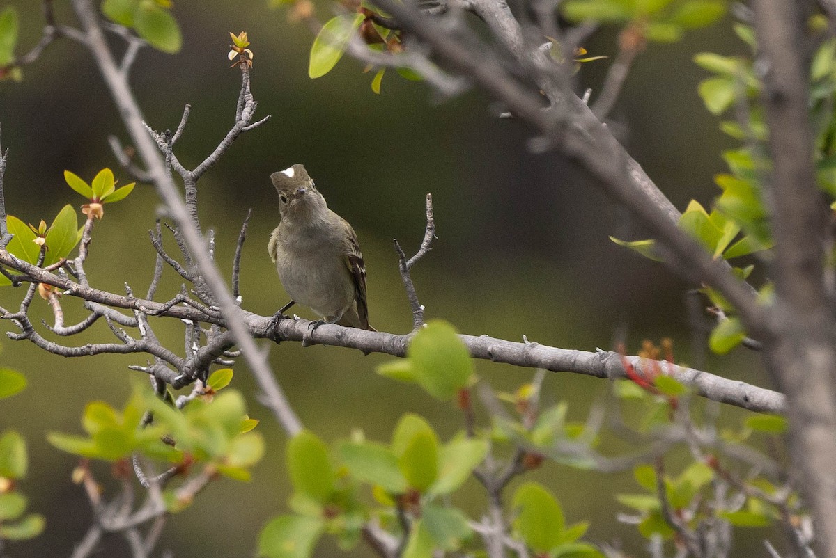 White-crested Elaenia (Chilean) - ML630006803
