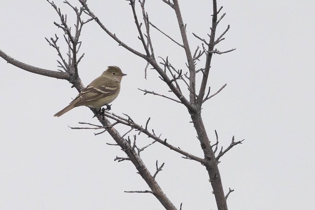 White-crested Elaenia (Chilean) - ML630006806
