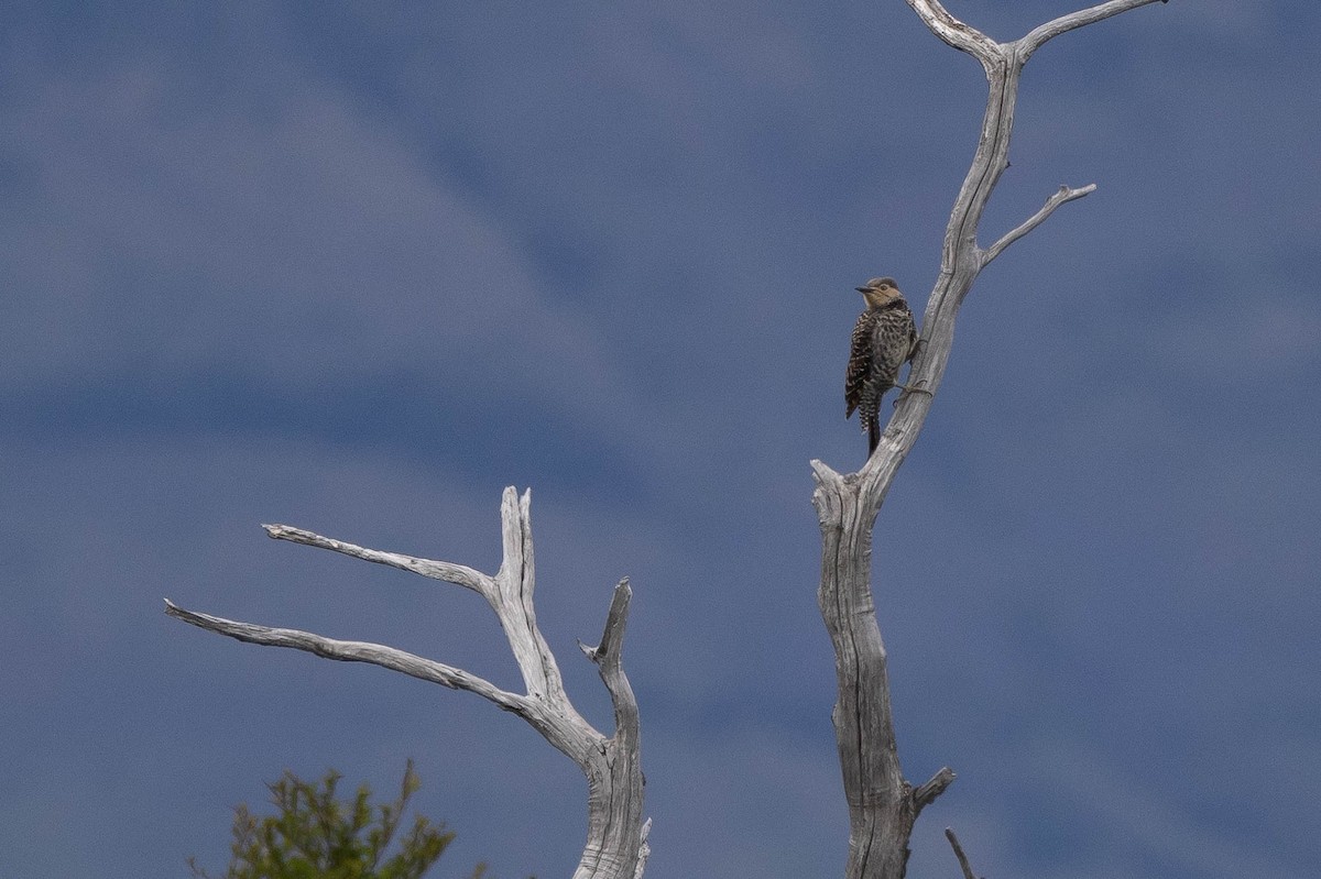 Chilean Flicker - ML630006809