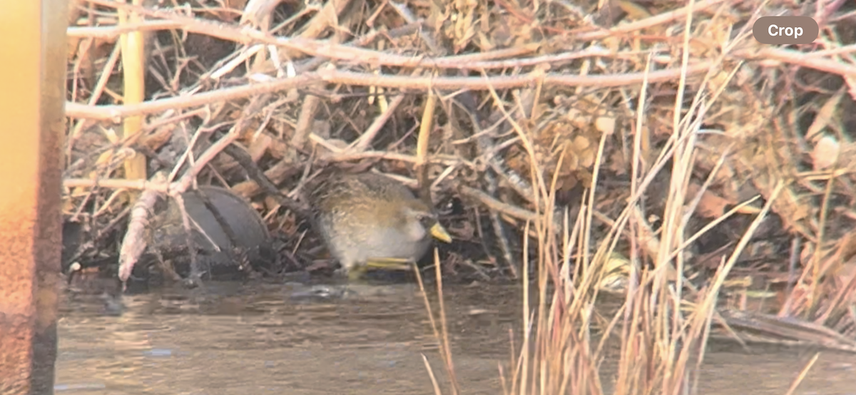 chřástal karolínský - ML630006816