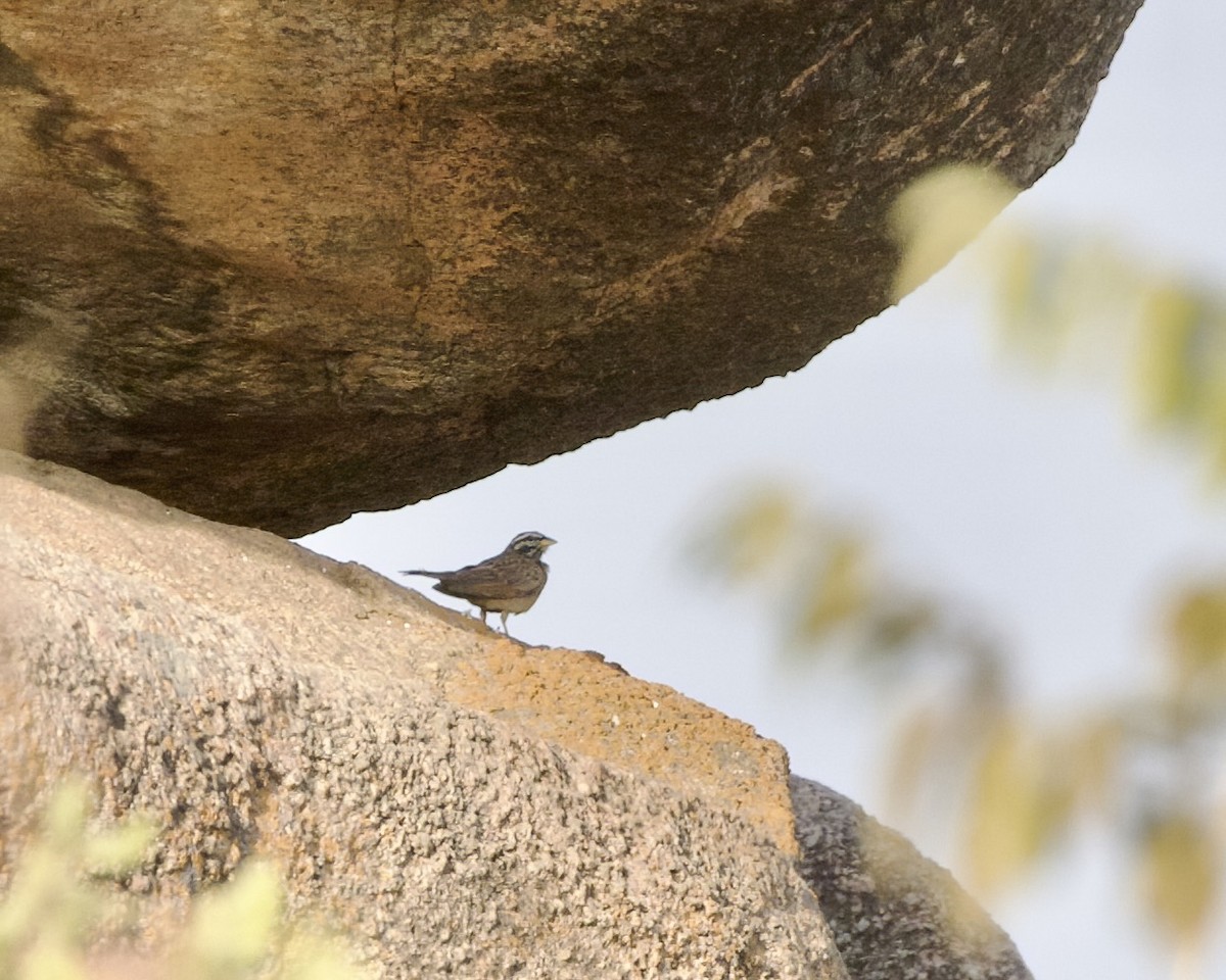 Gosling's Bunting - ML630006886