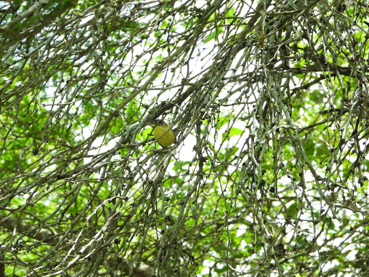 Maracaibo Tody-Flycatcher - ML630006976