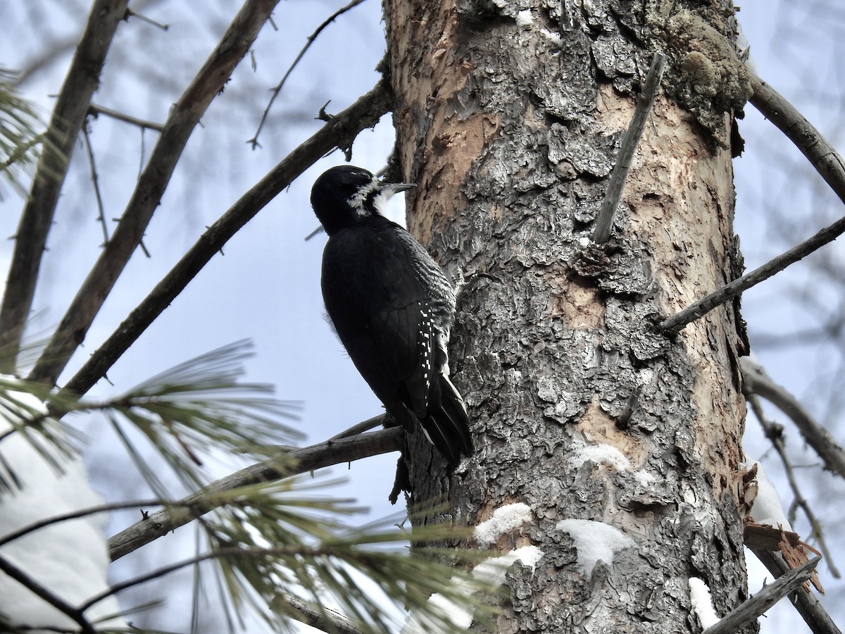 Black-backed Woodpecker - ML630007006