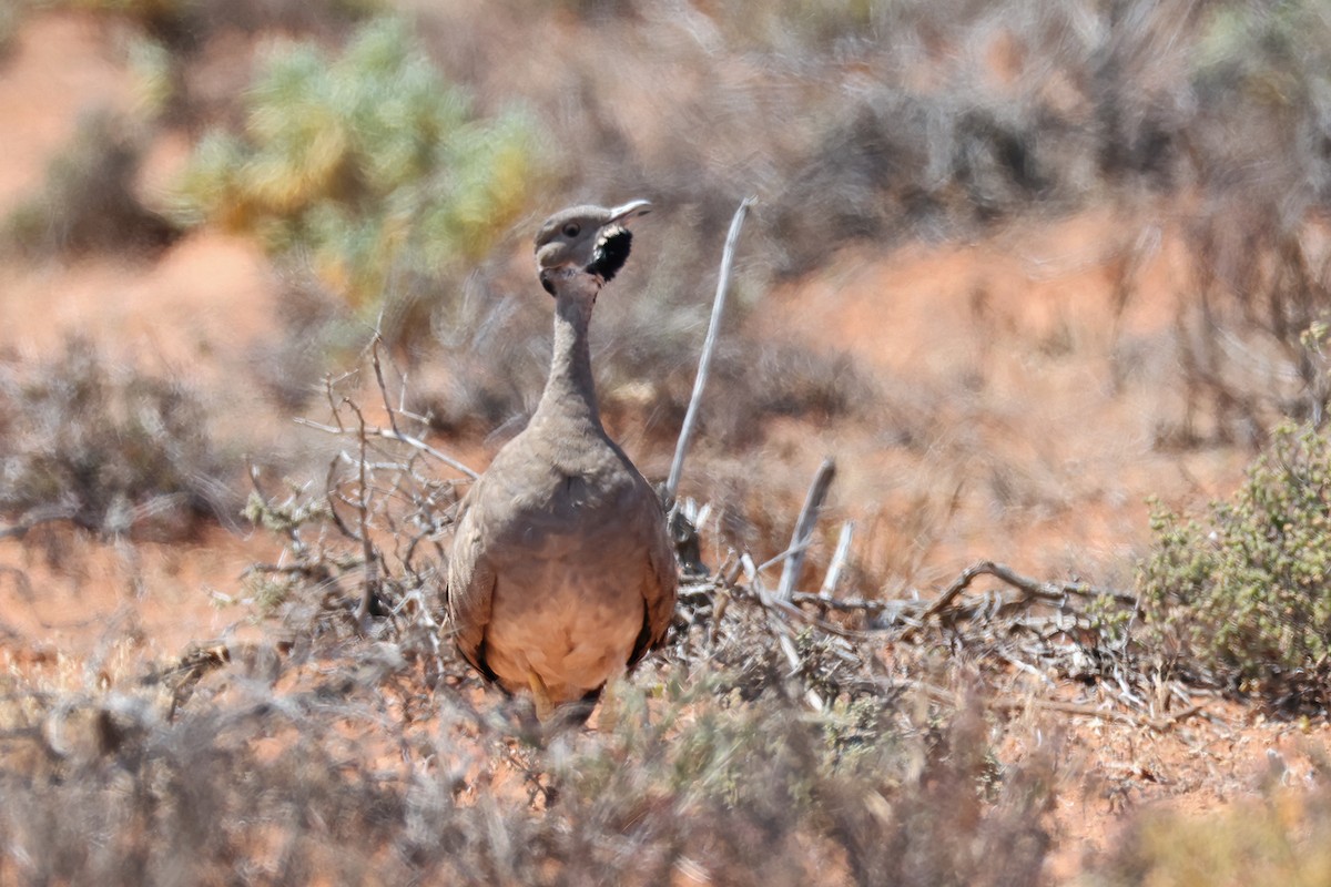 Karoo Bustard - ML630007456