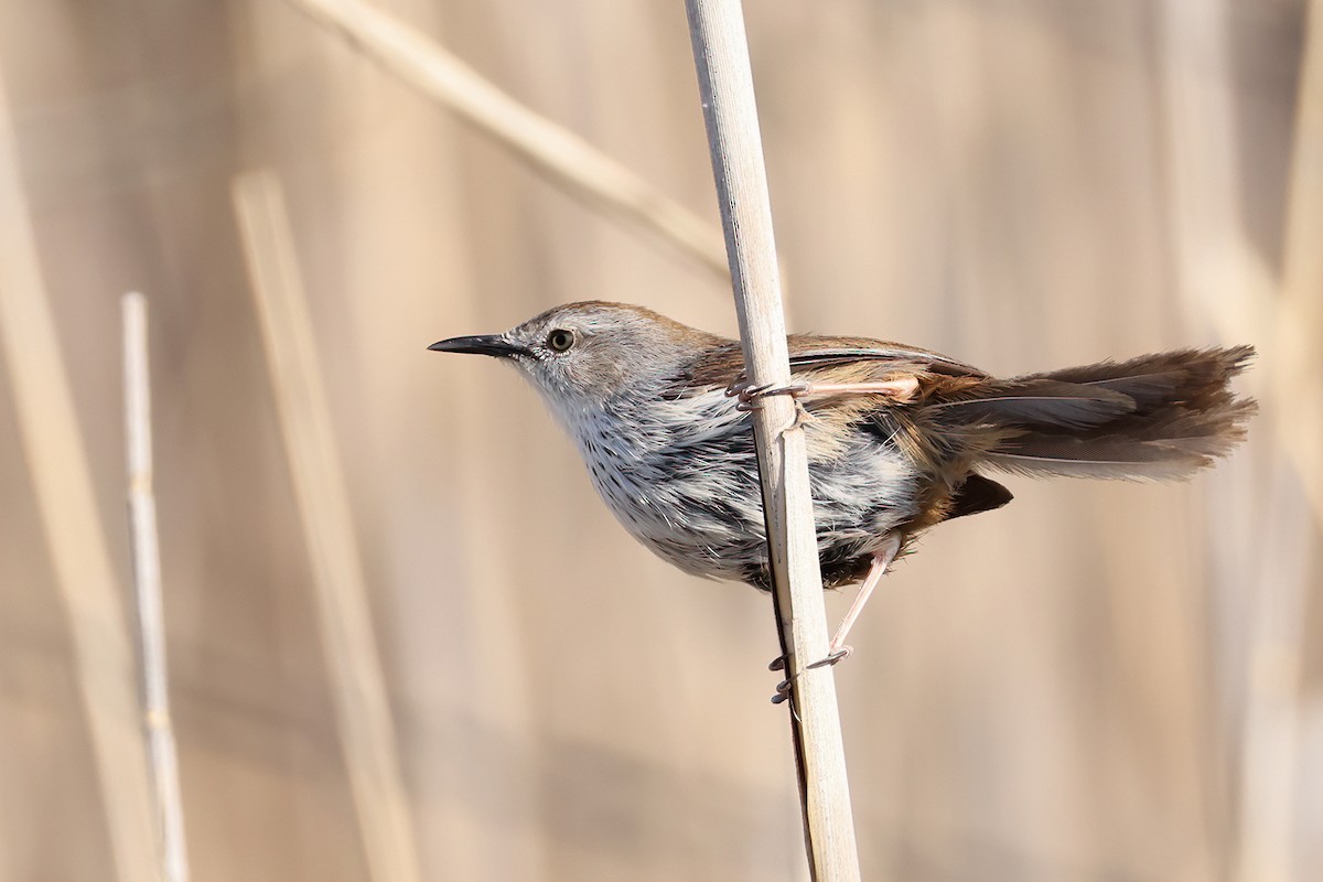 Namaqua Warbler - ML630007545