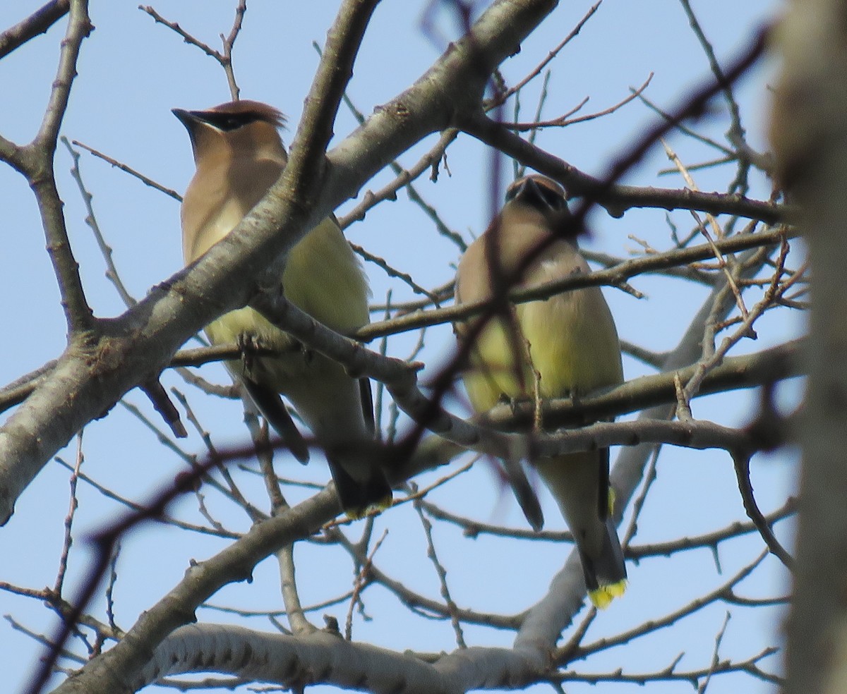 Cedar Waxwing - ML630007629