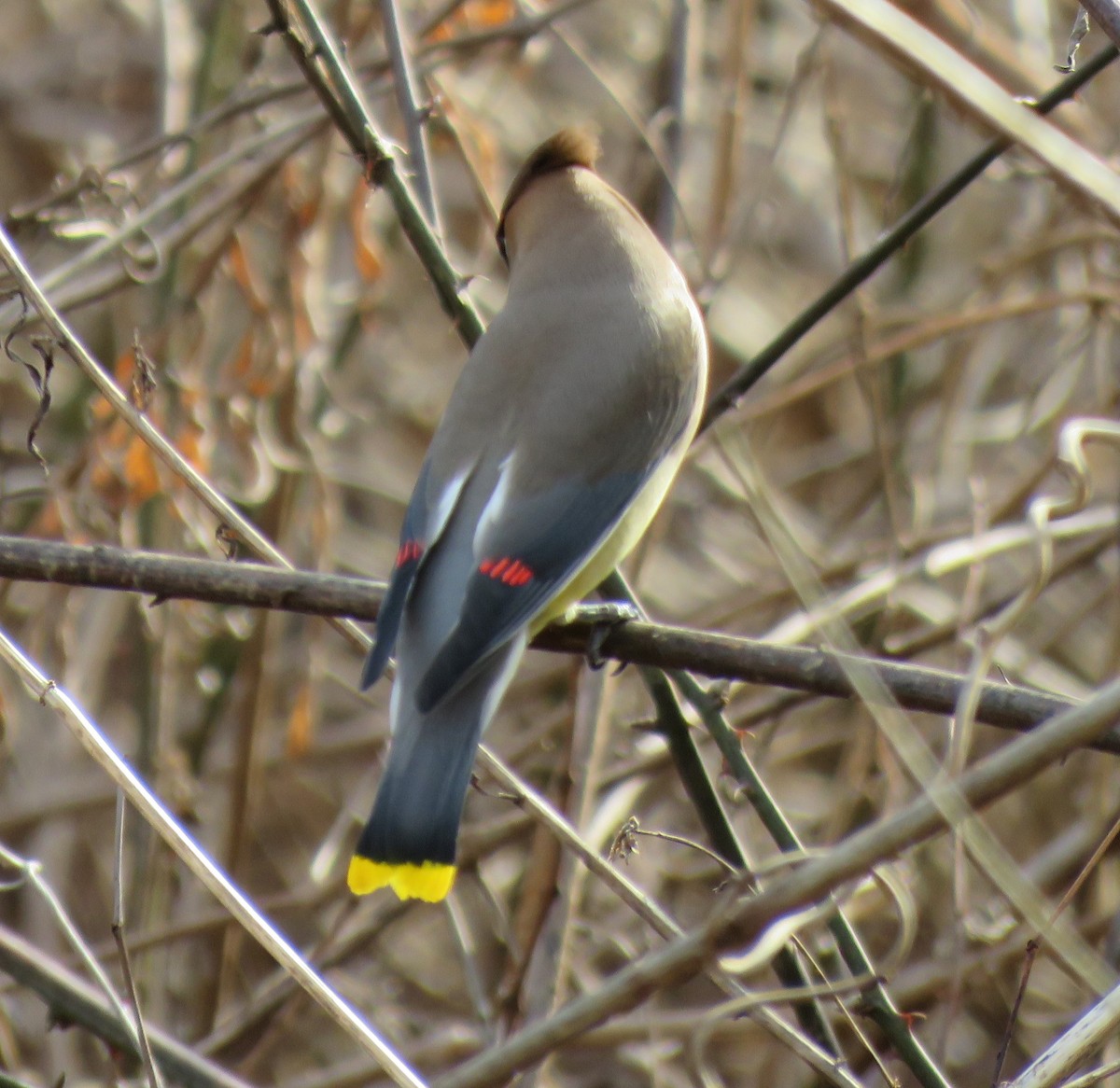 Cedar Waxwing - ML630007630