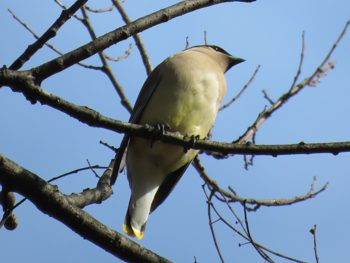 Cedar Waxwing - ML630007631