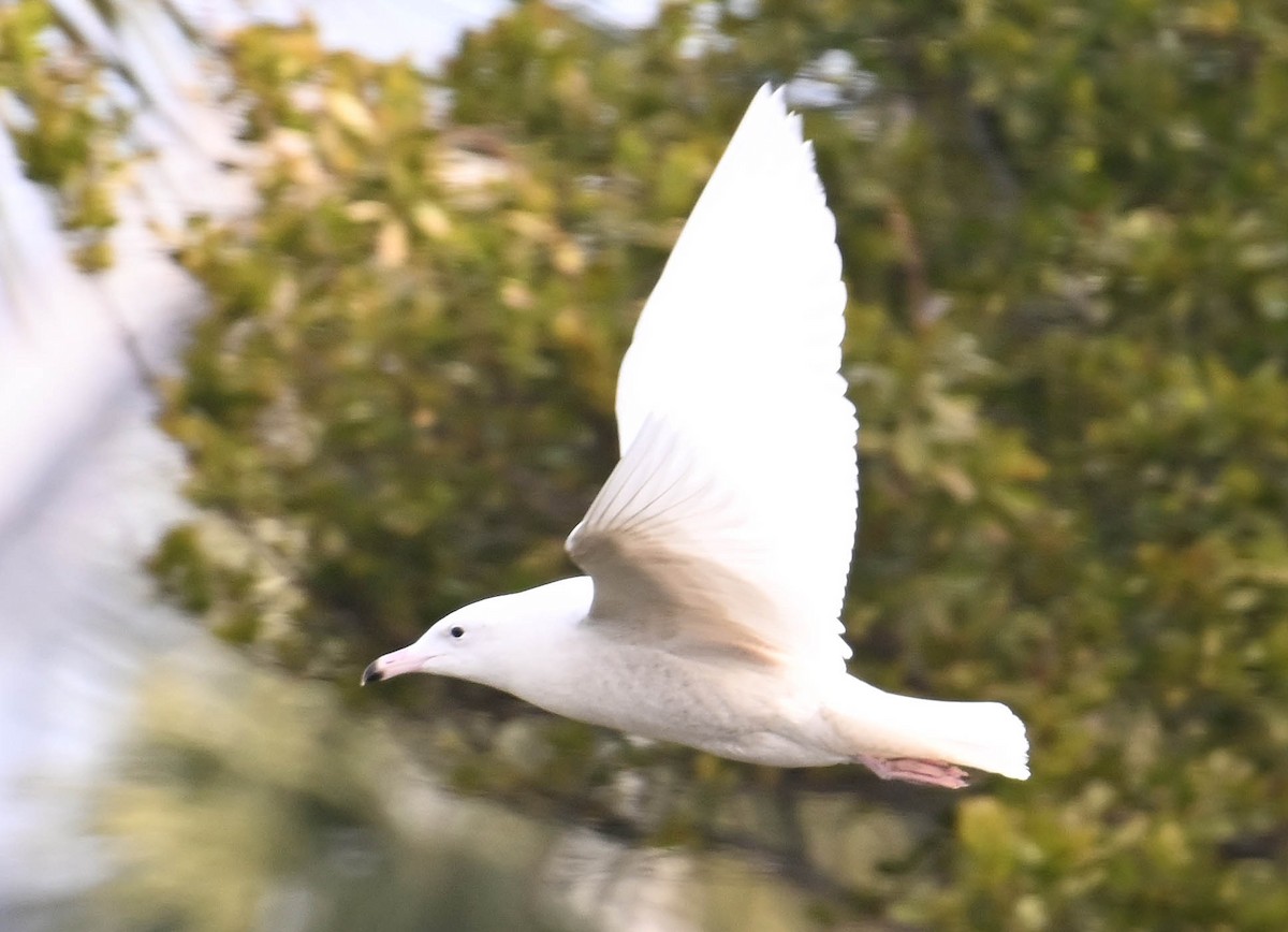 Glaucous Gull - ML630007663