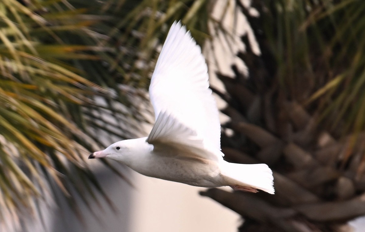 Glaucous Gull - ML630007664