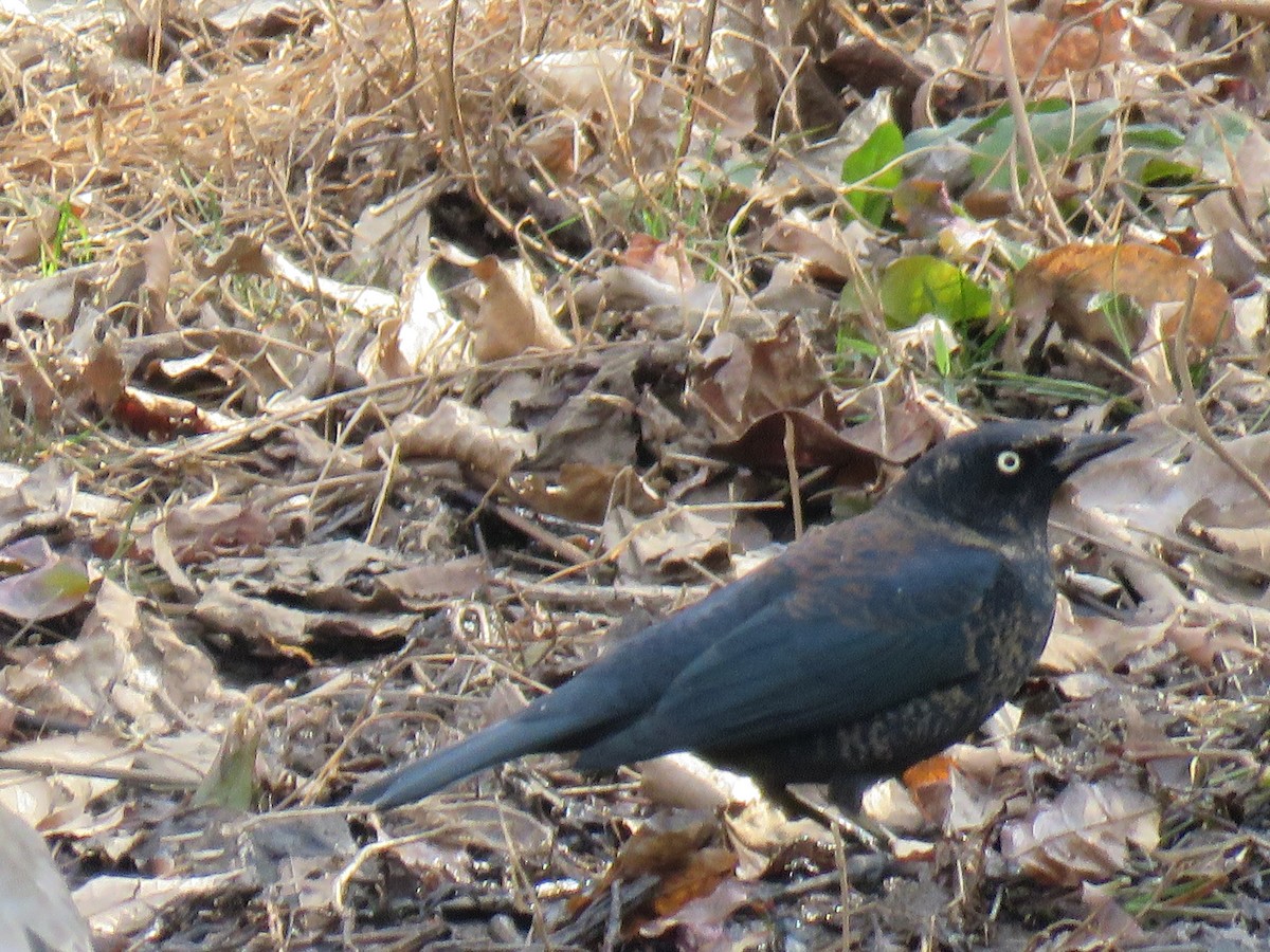 Rusty Blackbird - ML630007682