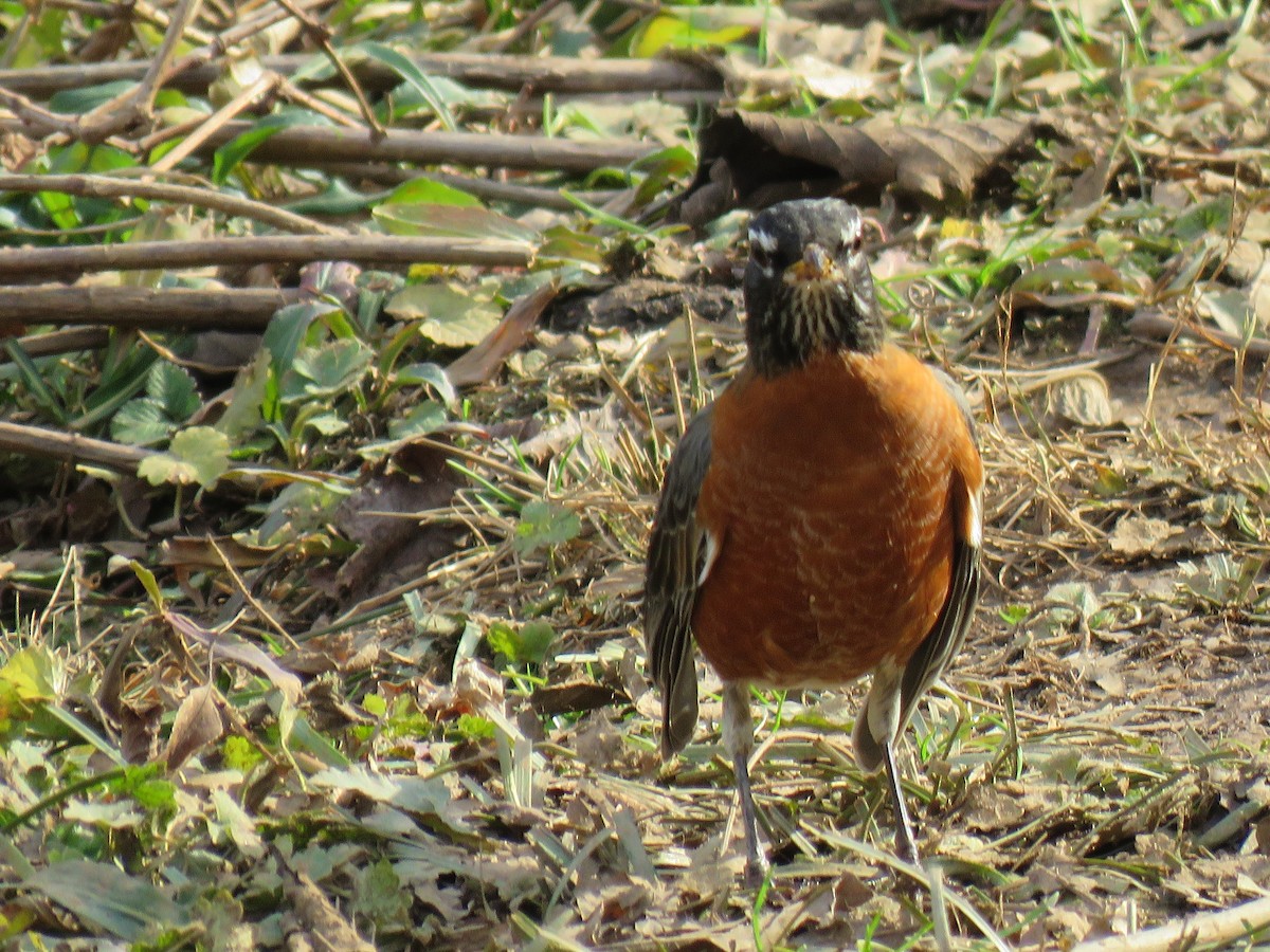 American Robin - ML630007697