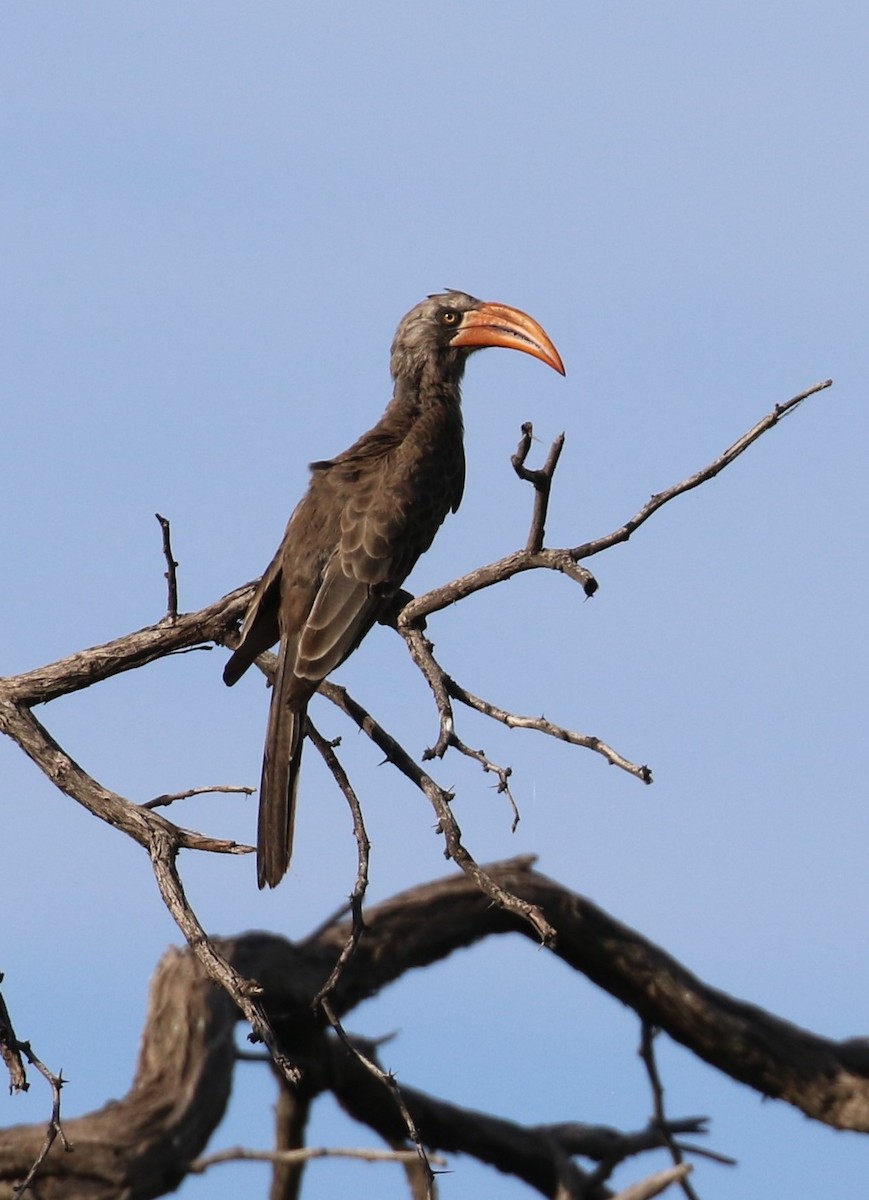 Bradfield's Hornbill - ML630007793