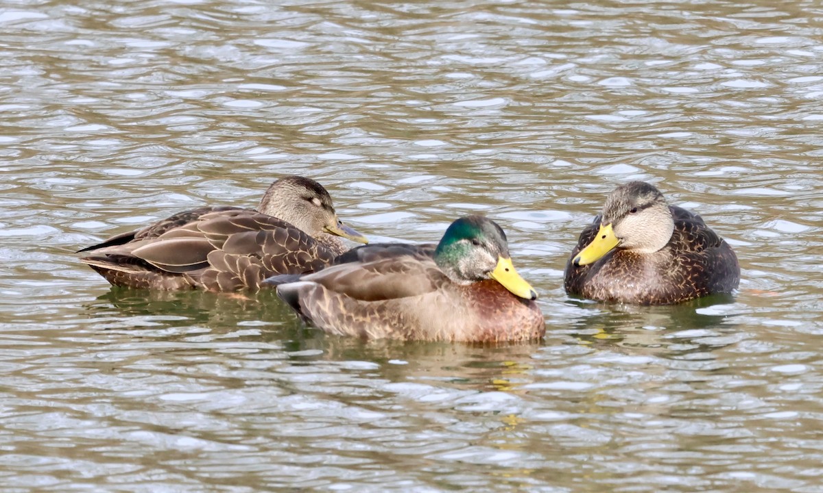 Mallard x American Black Duck (hybrid) - ML630007861