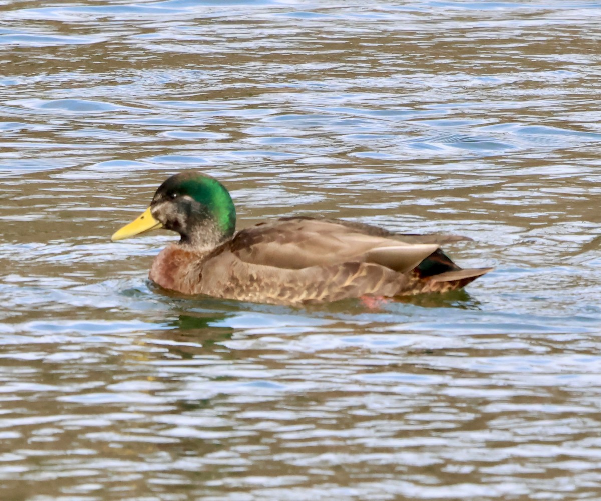 Mallard x American Black Duck (hybrid) - ML630007862