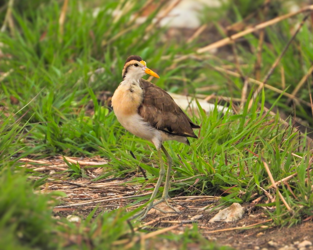 Northern Jacana - ML630008089