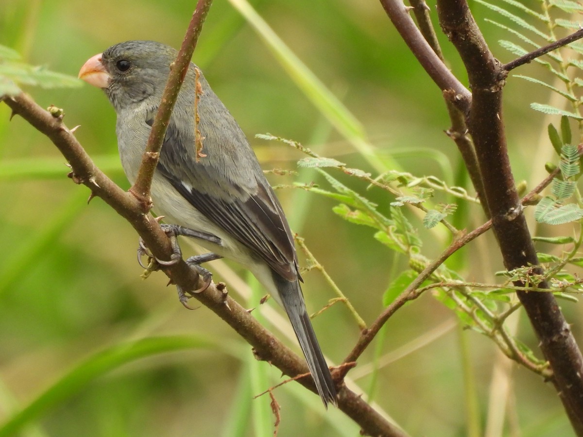 Gray Seedeater - ML630008151