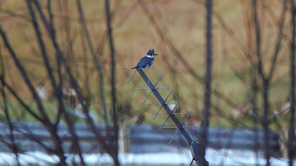 Belted Kingfisher - ML630008291