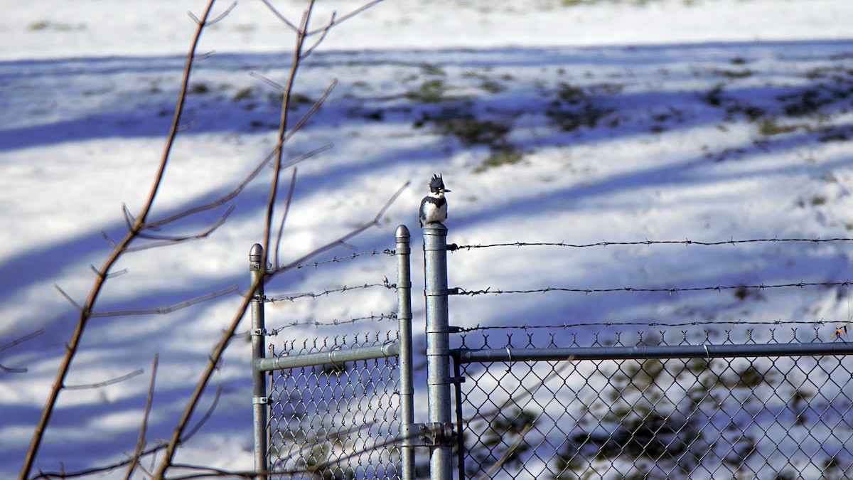 Belted Kingfisher - ML630008292
