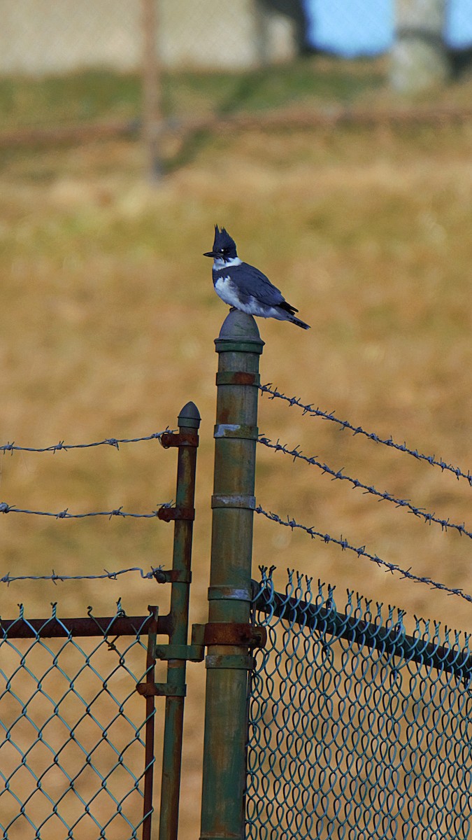 Belted Kingfisher - ML630008293